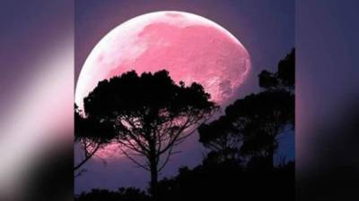 Su nombre no se refiere a que la Luna se cubrirá de este color, sino que su aparición coincide con el brote de una flor llamada Phlox Subulata, que destaca por su color violeta y rosado. EFE