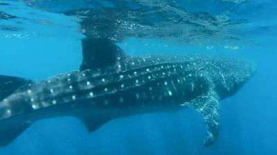 Muchos turistas visitan Utila para bucear y poder ver al pez ballena.