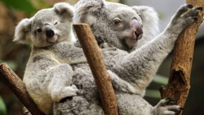Un joven koala descansa a hombros de su madre. Foto: EFE/Marius Becker