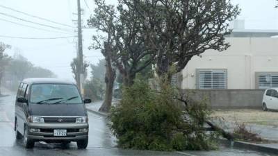 Un coche pasa por delante de un árbol arrancado debido a los fuertes vientos fgenerados por el tifón Trami en Itoman, la isla del sur de Okinawa, Japón. EFE