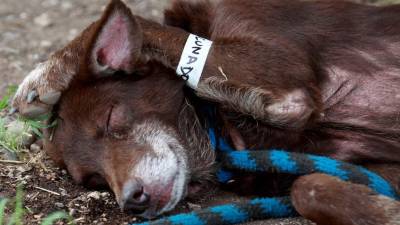 Para el maltrato de animales silvestres Costa Rica cuenta con otras leyes que castigan a los infractores. EFE.
