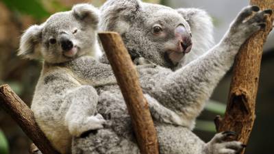 Un joven koala descansa a hombros de su madre.