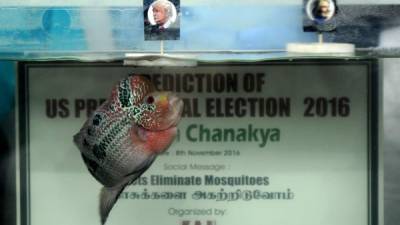 Un pez llamado Chanakya nada hacia un retrato del candidato presidencial estadounidense Donald Trump, que flota junto a un retrato de Hillary Clinton. AFP