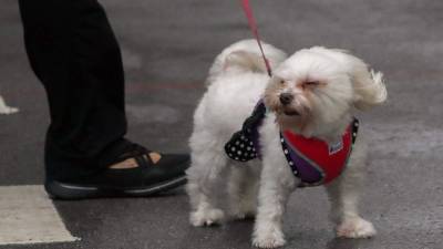 Las mascotas también deben ser evacuadas de los lugares de impacto del huracán.