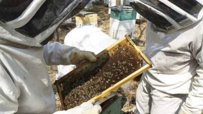 JORNADA. Apicultores trabajan en la extracción de miel en una granja en Villanueva, Cortés.