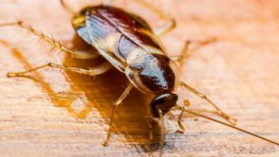 La mujer quedó en 'perfectas condiciones' tras la intervención de 45 minutos.