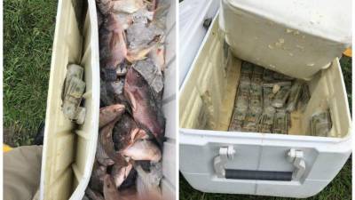 La hielera tenía una serie de compartimentos en los que se guardó el dinero.