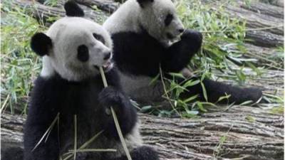 Las autoridades Chinas están molestos por la noticia de que los osos pandas iban a adivinar partidos del Mundial.