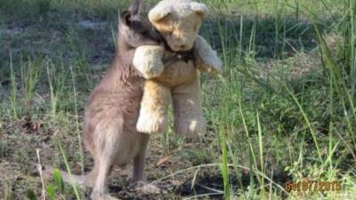 El oso de peluche se ha convertido en la mejor compañía del bebé canguro.