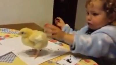 Una pequeña regaña a su pollito por interrumpirla cuando está dibujando, este video ha llamado la atención en las redes sociales.