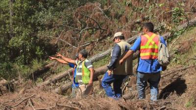 Personal de Dima hace una inspección en una de las zonas de El Merendón.