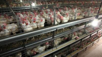 Los avicultores anunciaron el precio de la libra de pollo con menudos este lunes en San Pedro Sula.