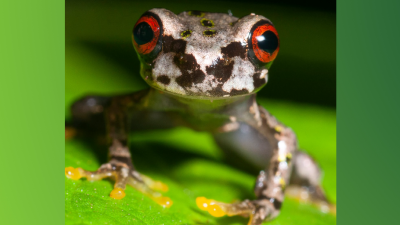 En medio de la invasión de la agricultura, la expansión de los asentamientos humanos, y haciendo eco de la maquinaria maderera, la especie en peligro crítico en Honduras, la rana Pulgar Pico (Plectrohyla dasypus) lucha por su supervivencia. Quitridiomicosis, una silenciosa, pero devastadora enfermedad fúngica, añade urgencia a su difícil situación.