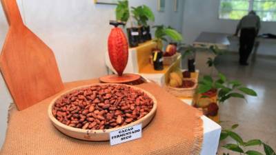 Muestra de cacao presentada en una conferencia organizada por la Fundación Hondureña de Investigación Agrícola.
