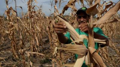 Un productor revisa sus plantaciones de maíz afectadas por la sequía. Foto: Amílcar Izaguirre