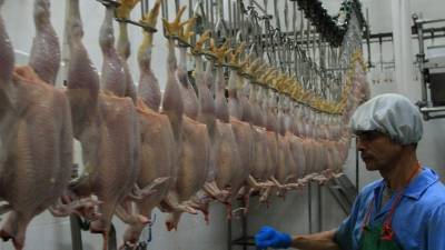 El sector avícola genera a nivel nacional alrededor de 70 mil empleos entre directos e indirectos.