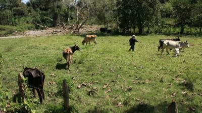 Las vegas,Santa Barbara.Ganaderos preocupados por mortandad de reses,los ganaderos de la zona evitan a toda costa de que sus reses beban agua del rÃÂ­o Clanuro que colinda con sus propiedades.200209.