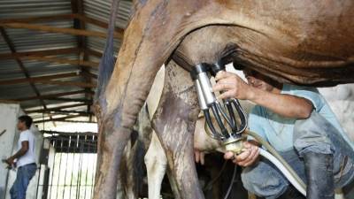 Un productor en Olancho realiza la extracción de leche pura a una vaca. Fotos: Yoseph Amaya