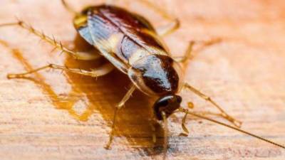 El Zoo precisó que serán usadas cucarachas silbadoras de Madagascar. Foto referencial