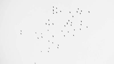 La fotógrafa compartió la imagen en su perfil de Facebook. 49 aves, por las 49 víctimas, aseguró.