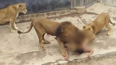 Los protocolos de seguridad del zoológico obligan a sacrificar a los animales si la vida de una persona se encuentra en peligro.