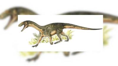 Imagen facilitada por la revista Nature que muestra la reconstrucción de la especie Teleocrater rhadinus. Los primeros ejemplares del grupo biológico que dio origen a los dinosaurios y los pájaros eran animales carnívoros que caminaban a cuatro patas, según el análisis de un nuevo fósil que publica hoy la revista Nature. EFE.