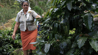 Los productores de café abrigan la esperanza de que el precio internacional repunte al final del año.