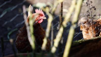 La entrada a la Unión Europea de partidas de ave de esas zonas estará desautorizada.