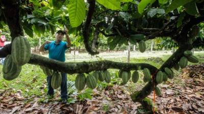 Aroldo Dubón, técnico de la Fhia, corta bellotas de cacao en el centro experimental de La Masica, Atlántida. Foto: Wendell Escoto
