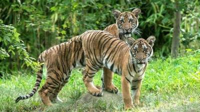La tigres Nadia, junto con su hermana Azul, y otros tres leones africanos desarrollaron síntomas del coronavirus y dieron positivo por el virus./Twitter.