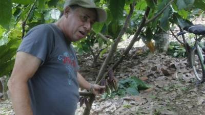 El cacao que se produce en la zona atlántica es de gran calidad. Foto: Javier Rosales