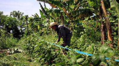 La OPS prepara una agenda de investigación sobre esta enfermedad.