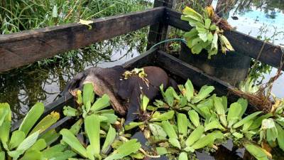 El paso de la tormenta Sara dejó un rastro de devastación en el sector ganadero, con cientos de animales muertos y afectados en distintos departamentos del país, golpeando a los pequeños productores.