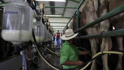 Los lecheros esperan incrementar su producción en los próximos meses, la que se ha reducido en unos 300,000 litros desde el año pasado.
