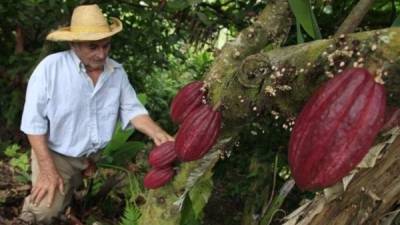 Unos 3,100 productores en ocho departamentos han sido beneficiados con los proyectos destinados al cultivo de cacao.