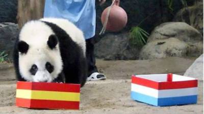 Cachorros de panda chinos pronosticará los resultados del Mundial.