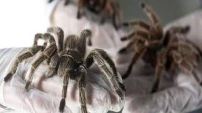 Se estima que Nicaragua exporta más de 15,000 reptiles y 25,000 anfibios, principalmente a Estados Unidos y países de Europa y Asia.