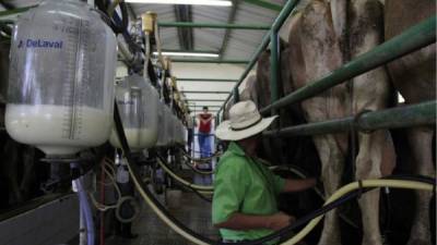 Una finca especializada en la producción de leche en Santa Bárbara. Foto: Amílcar Izaguirre.