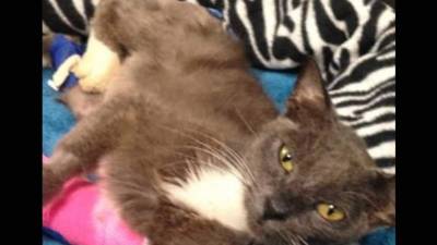 Una foto de 'Laurel', en la web WinkNews.