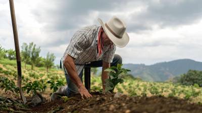 Honduras debe iniciar y acelerar el proceso de descarbonización que países vecinos como Costa Rica desarrollan desde hace varios años en la agricultura.
