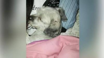 Julïssä Ro'z. Les presento a mi pequeña Kira. Ella fue abandona hace un año y ahora está en nuestras manos dotada de mucho amor y es la consentida de la casa.