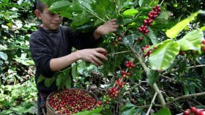 El café es de los productos que el país más exporta.