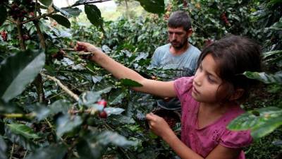 Niños menores de edad cortando café en las montañas de Santa Bárbara.