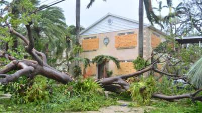 MIA11. MIAMI (EE.UU.), 10/09/2017.- Vista de un árbol caído hoy, domingo 10 de septiembre de 2017, luego del paso del huracán Irma por Miami, Florida (Estados Unidos). EFE/Álvaro Blanco