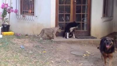 Este video está dando la vuelta al mundo. Muestra a un cachorro león acercarse de manera sigilosa a un perro para asustarlo. Foto YouTube