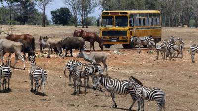 Fotografía del 18 de abril de 2017, de un ómnibus con visitantes durante su paso por el área denominada 'pradera africana' en el Zoológico Nacional en La Habana (Cuba). EFE