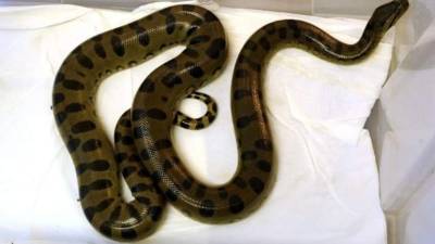 Una anaconda era la custodia de cocaína y marihuana de un grupo de narcos en Argentina.