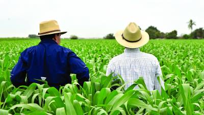 Honduras importa maíz amarillo para industria de productos balanceados y produce maíz blanco para las tortillas.