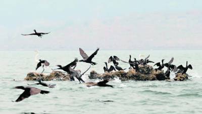 <b>El cormorán o pato chancho se mueve en bandadas de cientos por los 94 kilómetros de área que tiene la hidroeléctrica Francisco Morazán, ubicada entre Comayagua, Cortés y Yoro.</b>