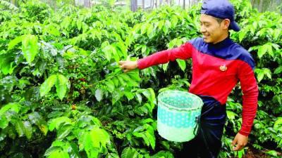 <b>La recolección del café en Honduras se intensifica después de la segunda quincena de diciembre.</b>